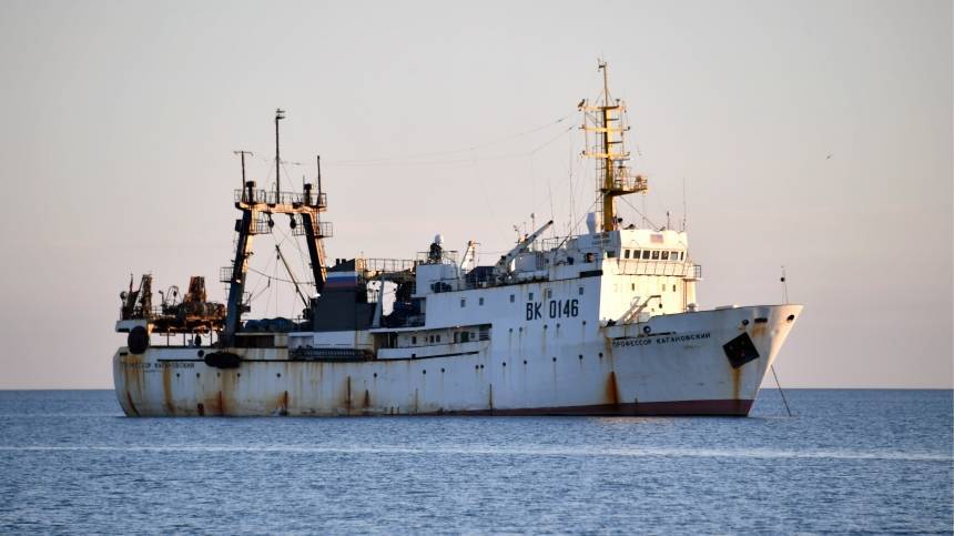 Последних белух из «китовой тюрьмы» выпустили в бухте Успения в Приморье