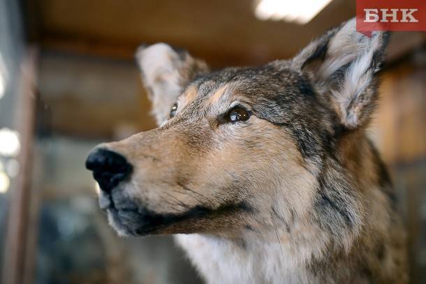 Минприроды Коми считает возможным отстрелить каждого четвертого волка