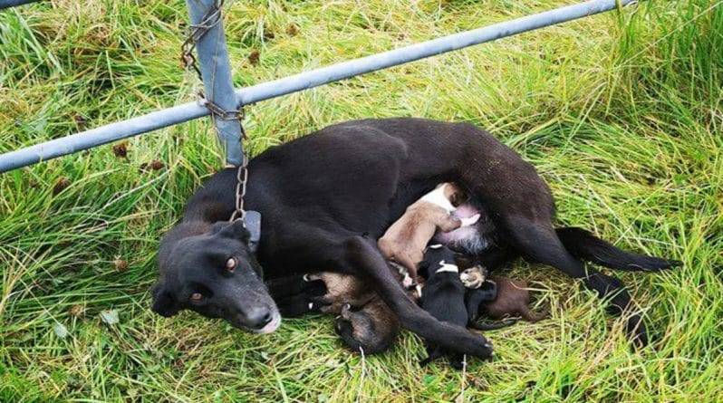 Неизвестные посадили изможденную собаку с 6 щенками на цепь посреди поля, обрекая всех на верную смерть