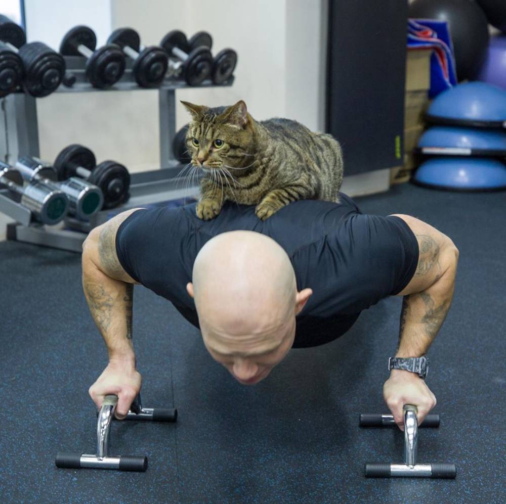 Тренер хоккейного клуба предложил толстому коту Виктору специальную тренировку