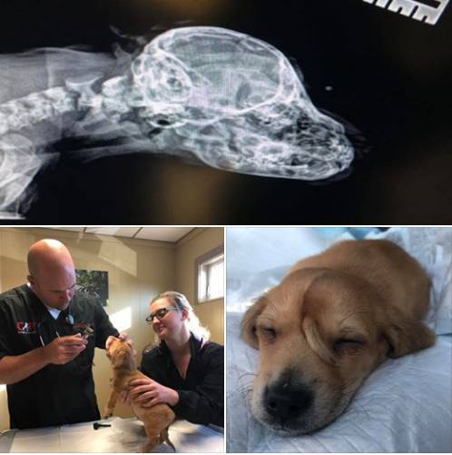 Зоозащитники спасли брошенного «щенка — единорога»