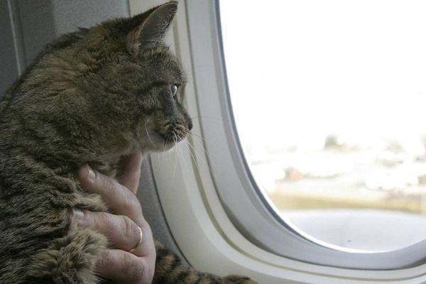 В России предлагают ввести единые правила перевозки животных в самолетах