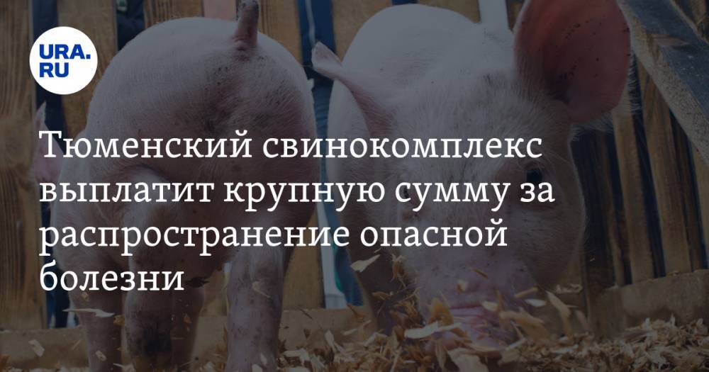 Тюменский свинокомплекс выплатит крупную сумму за распространение опасной болезни