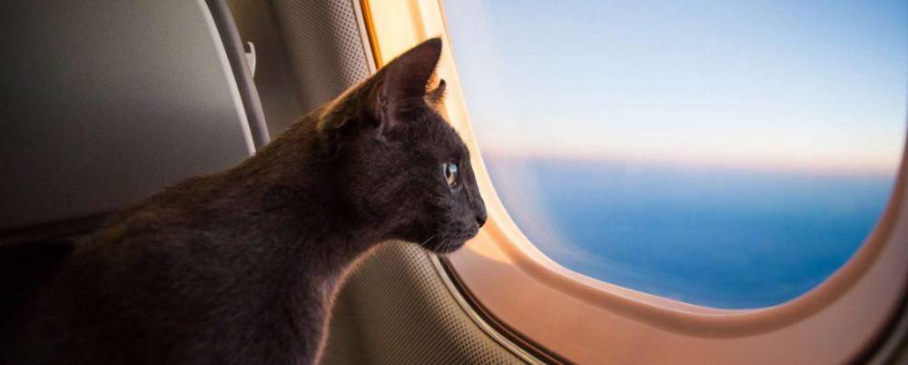 В России изменят правила провоза животных в самолётах