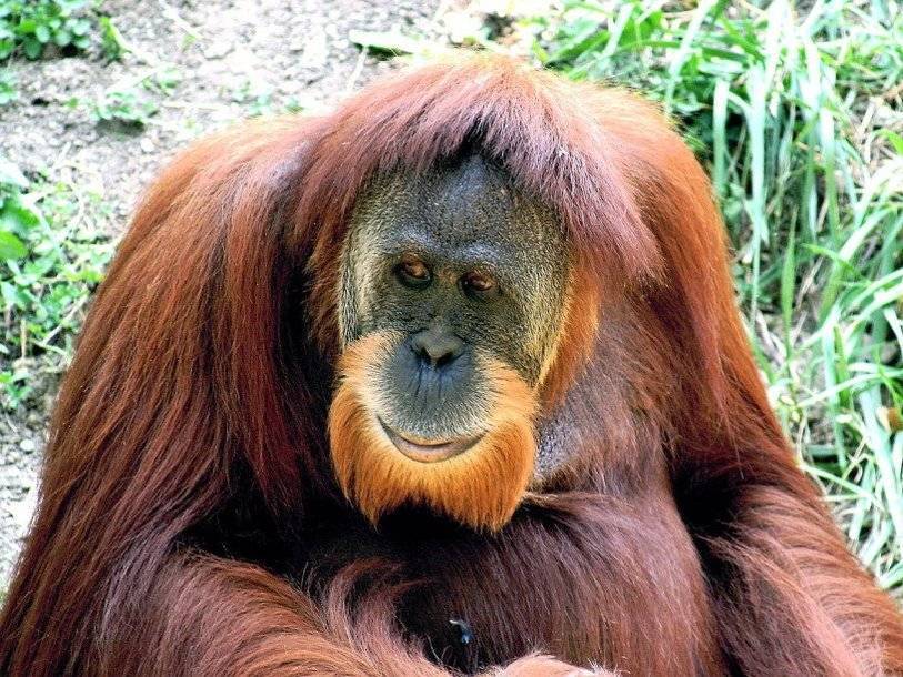 Орангутанов признали ближайшими родичами гигантопитека