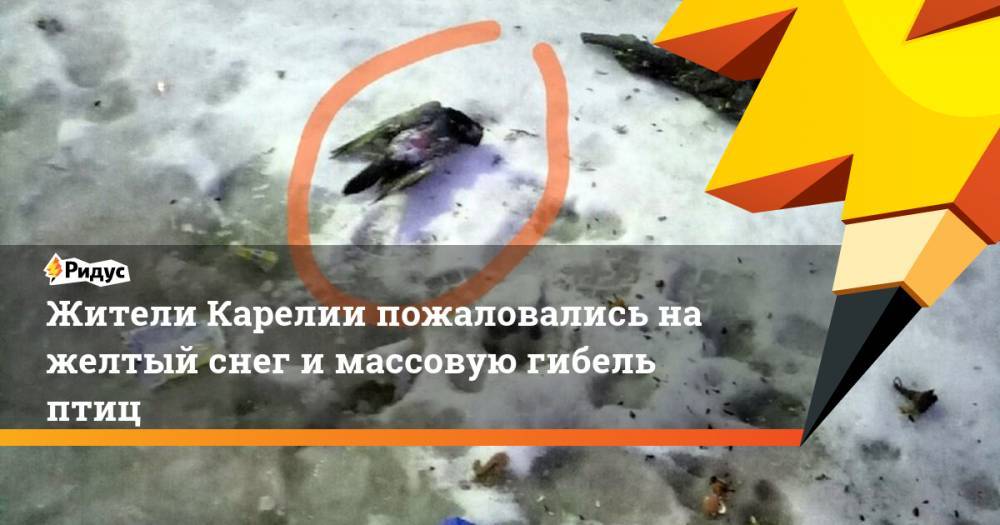Жители Карелии пожаловались на&nbsp;желтый снег и&nbsp;массовую гибель птиц