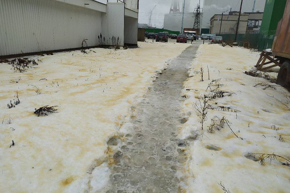 В карельском городе Сегеже выпал желтый снег и массово гибнут птицы