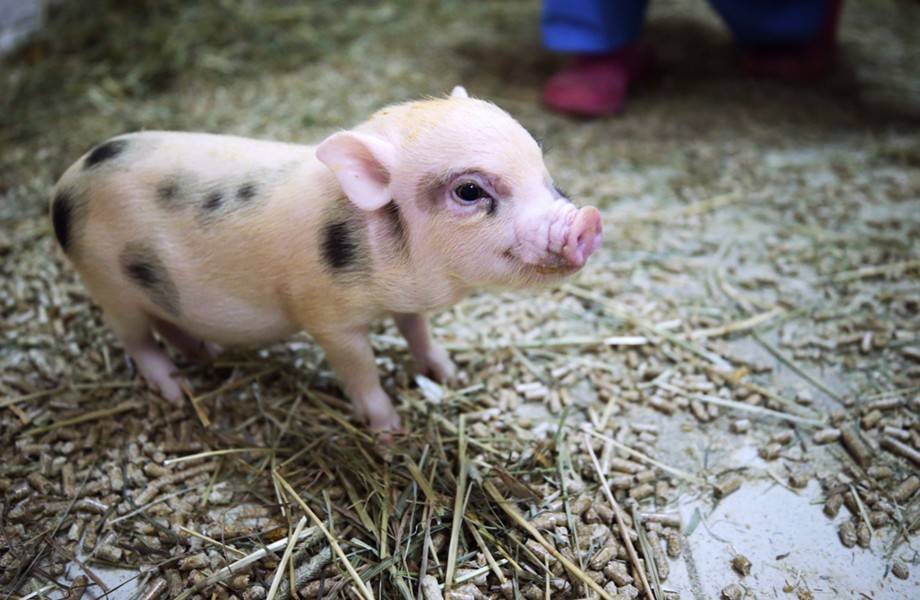 Коллекцию карликовых свиней уничтожили в крымском зоопарке
