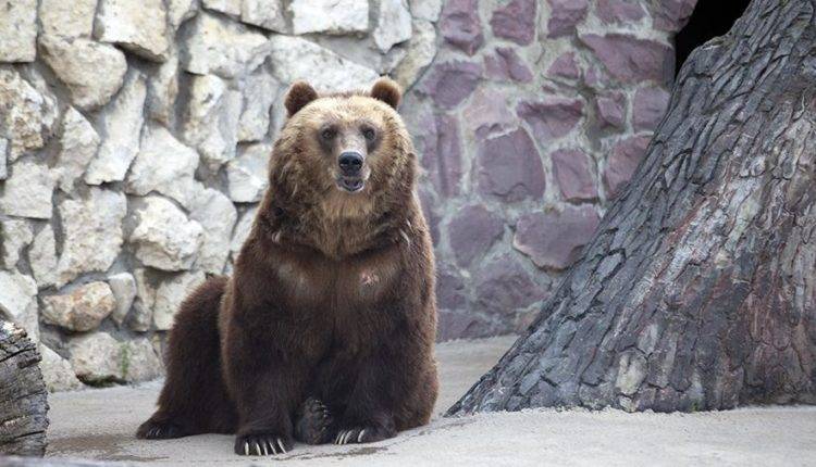 Медведица в Московском зоопарке не торопится впадать в спячку из-за погоды