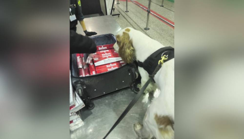 У пассажира рейсового автобуса из Финляндии собаки таможенников учуяли 400 пачек сигарет
