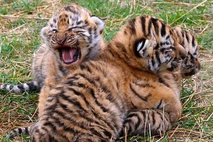 Тигры без прививки от бешенства обнаружились в Крыму