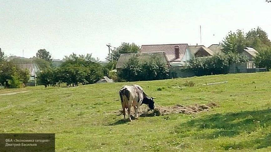 Общественники Татарстана добились утилизации свалки с павшими животными