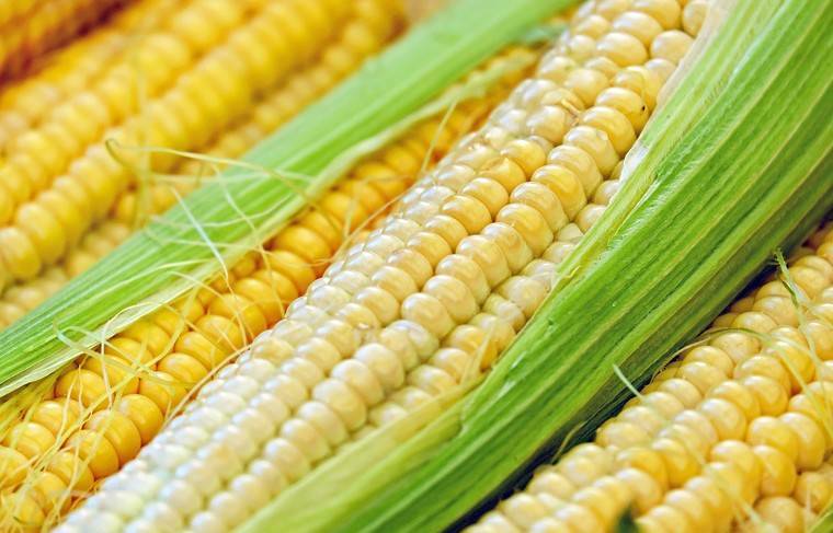 Польша планирует лишить Украину преференций для поставок кукурузы в ЕС