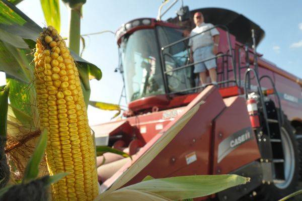 Польша объявила украинскую кукурузу опасной для рынка зерновых культур