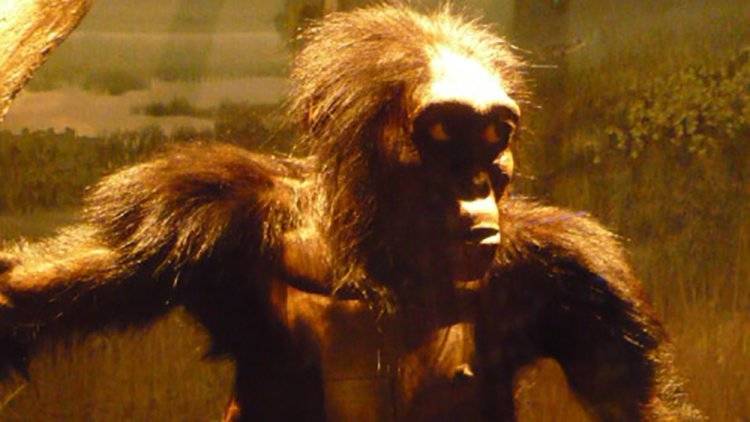 Ученые выявили, что мозг австралопитека работал хуже мозга современных обезьян
