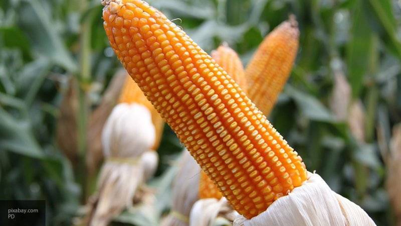Экономика Польши пострадала от импортированной из Украины кукурузы