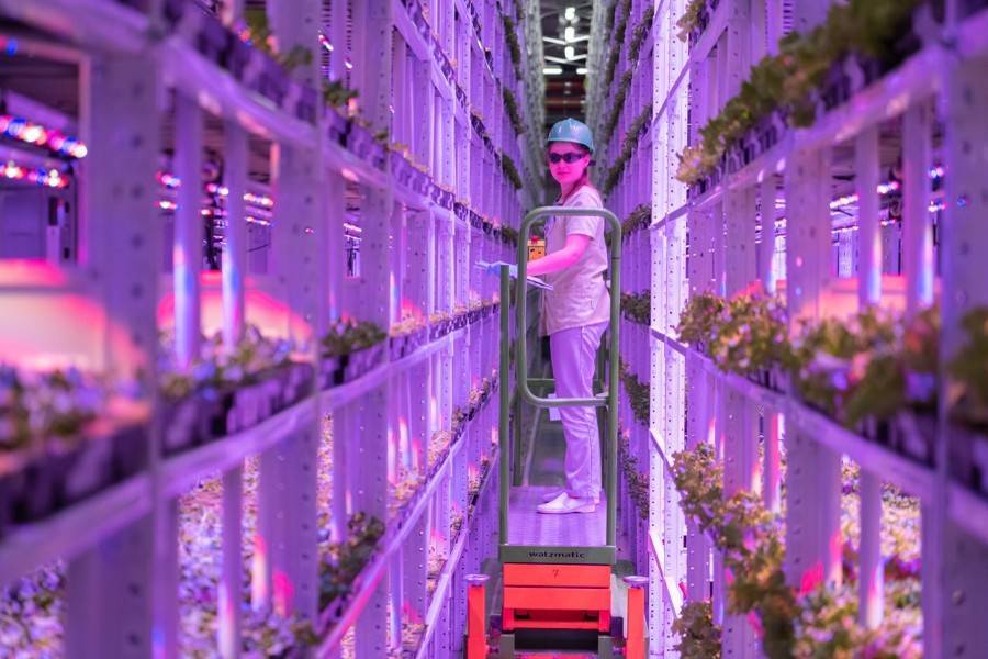 Агроферма "РусЭко" обеспечит 17% потребления салатов в Москве