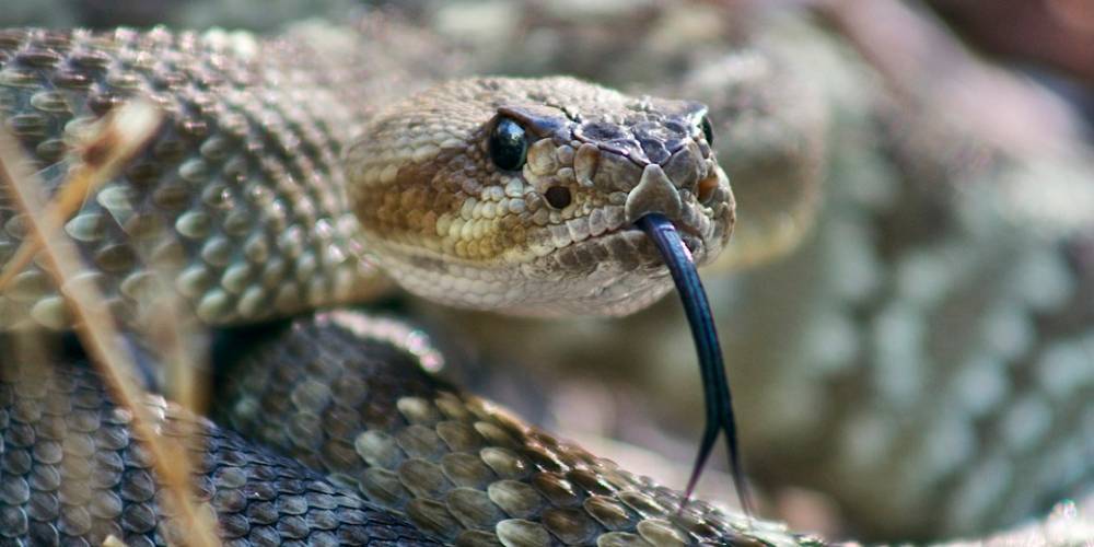 Съесть кобру и не умереть: уникальный ресторан со змеиным меню для экстремалов