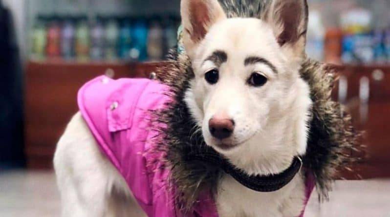 Лучше, чем у любой девушки: гламурные брови сделали бездомную собаку знаменитостью