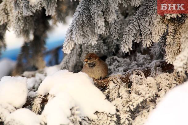 На севере Коми похолодает до минус 29 градусов
