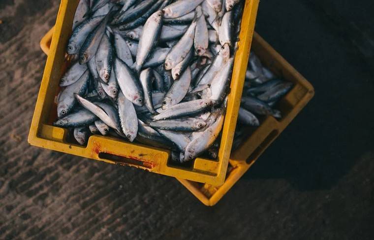 Роспотребнадзор забраковал 338 тонн рыбы и морепродуктов в 2019 году