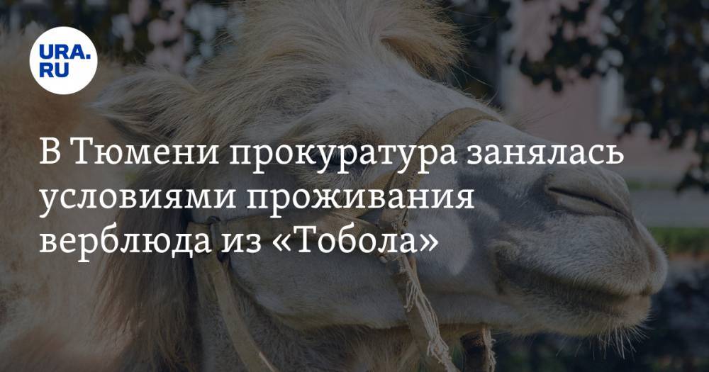 В Тюмени прокуратура занялась условиями проживания верблюда из «Тобола»
