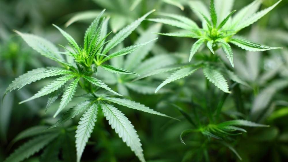 В Великом Новгороде у молодого человека нашли 19 свертков марихуаны
