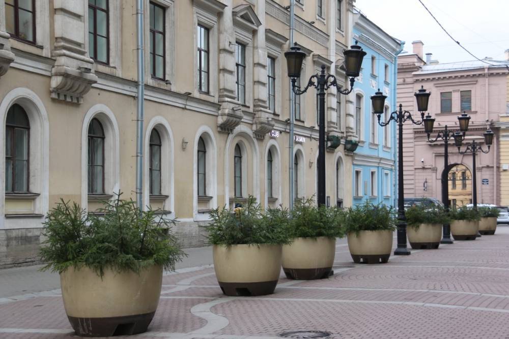 На 46 адресах Петербурга к Новому году высадят семь тысяч елей в вазонах