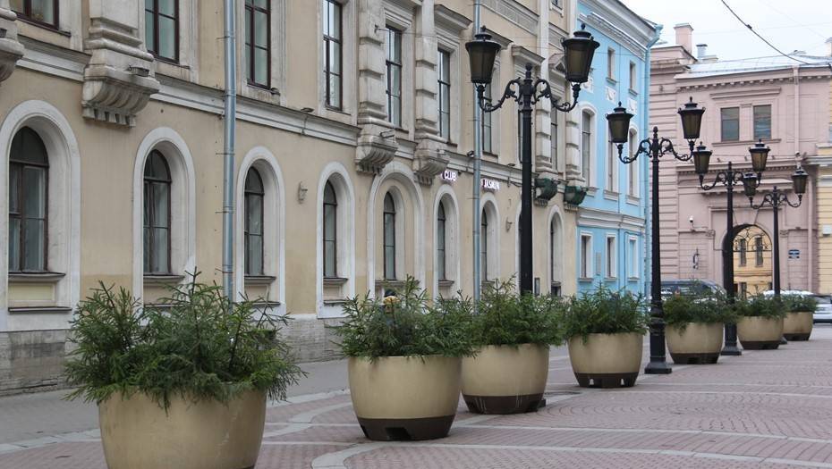 Перед Новым годом в Петербурге установят более 7 тыс. елей в вазонах