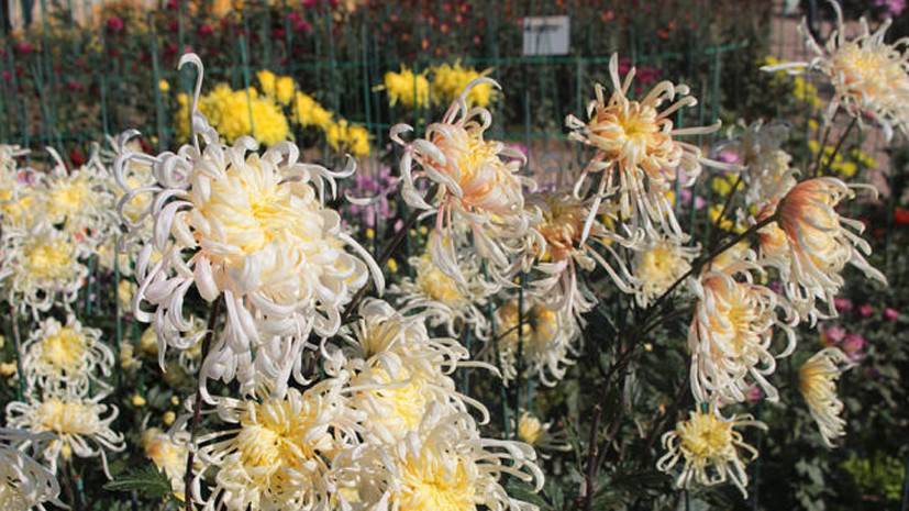 В Крыму определили самый красивый цветок ежегодного Бала хризантем