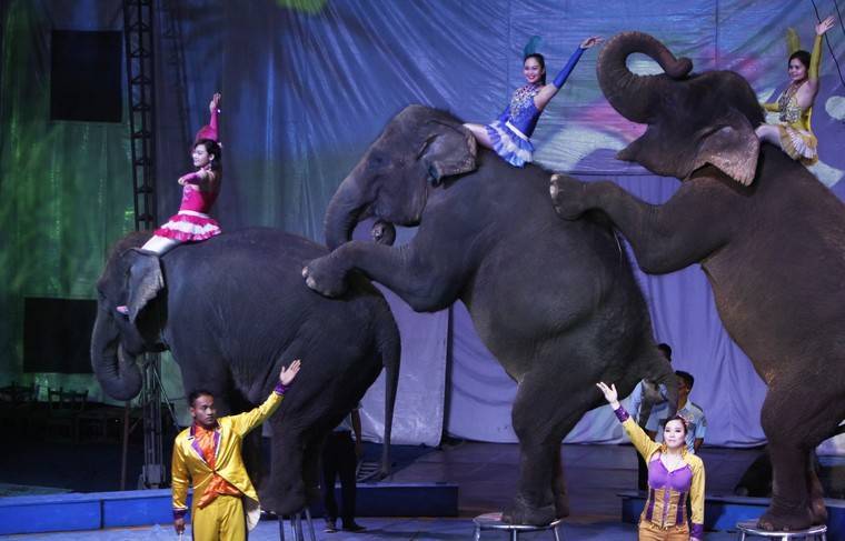 Власти Парижа запретили цирки с дикими животными