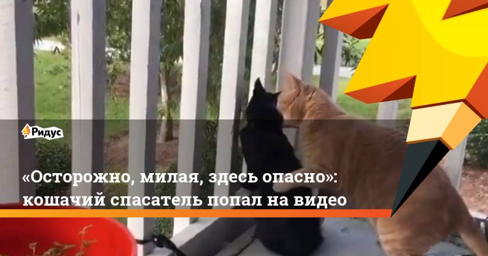 «Осторожно, милая, здесь опасно»: кошачий спасатель попал на&nbsp;видео