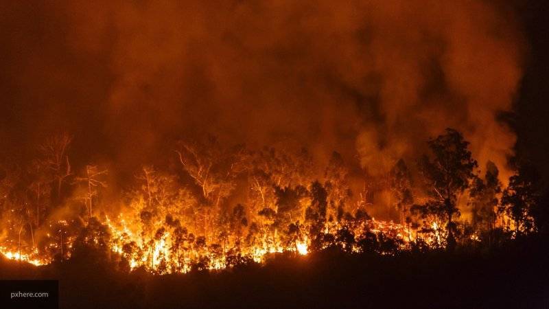 Лесные пожары распространились на большую часть восточного побережья в Австралии