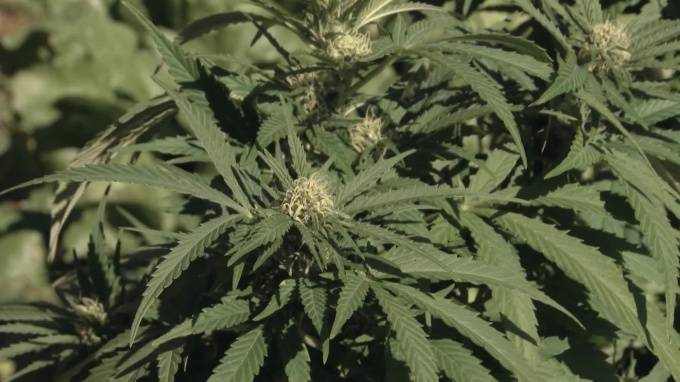 В России начаты исследования по использованию марихуаны в лечебных целях