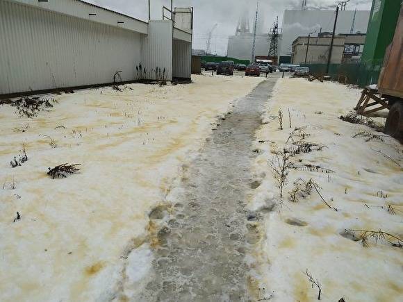 В Карелии выпал желтый снег и массово гибнут птицы. Власти заявляют, что экология в норме