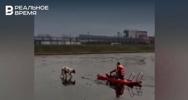В Башкирии сняли на видео спасение собаки, провалившейся под лед
