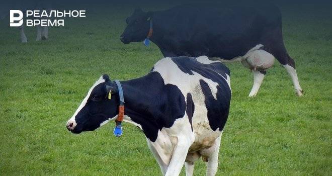 В Татарстане мужчина получил условный срок за продажу краденных коров