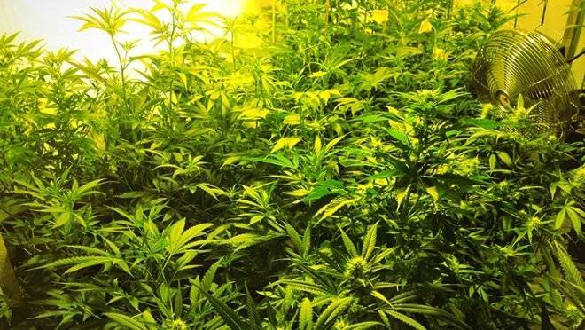 Ученые из РФ начали изучать марихуану в медицинских целях