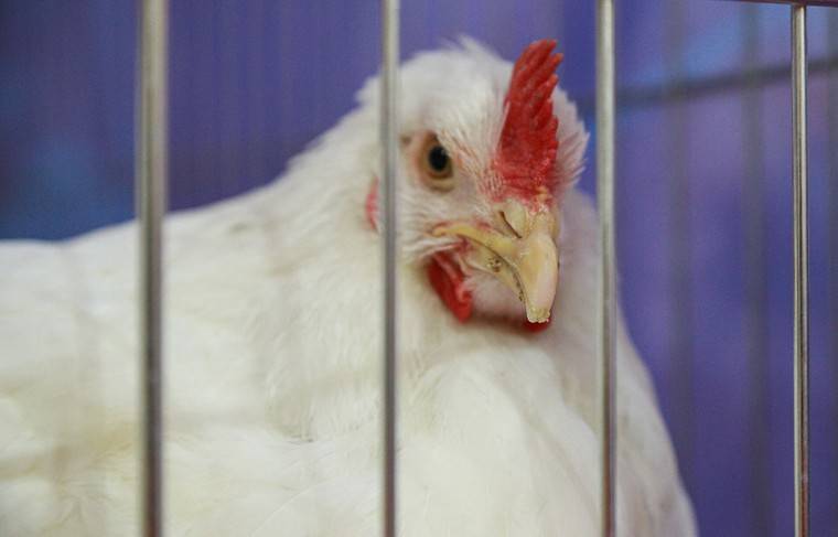 Гонконг разрешил поставки мяса птицы из всех регионов России