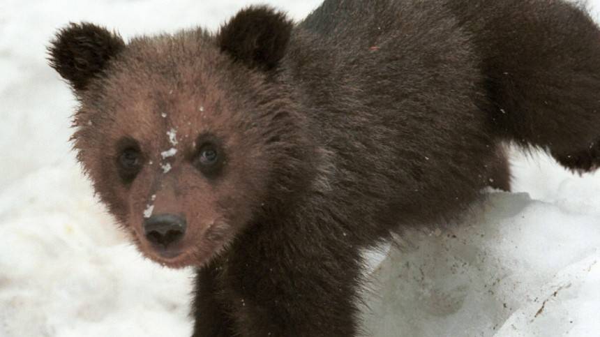 Видео: Раненый медвежонок сбежал от блогерши под Петербургом
