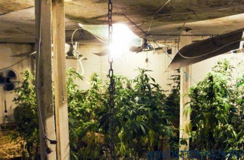 В Минздраве назвали условия легализации марихуаны в РФ для медицинских целей