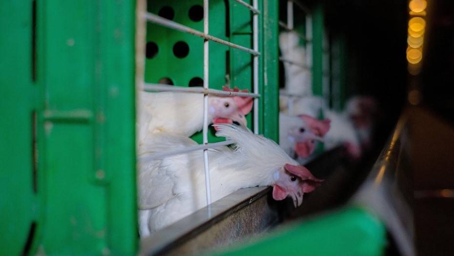 Российским производителям разрешили поставки мяса птицы в Гонконг - dp.ru - Россия - Гонконг - Гонконг - county Centre
