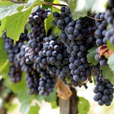 Госдума приняла в первом чтении законопроект о виноградарстве и виноделии в России