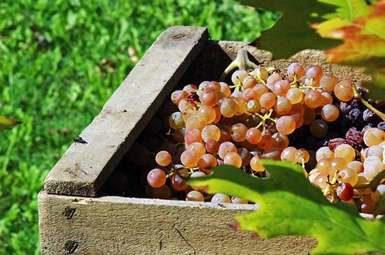 Виноделы получат господдержку, граждане — качественное вино