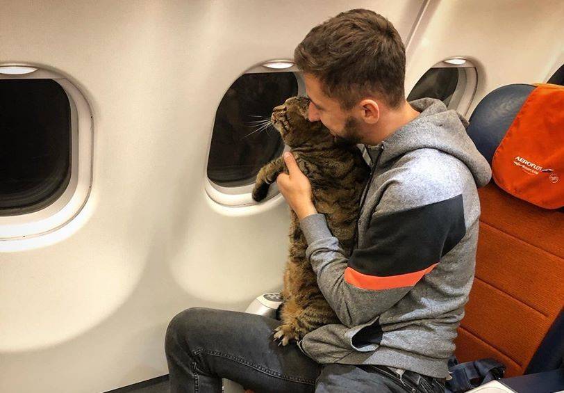 Минтранс изучит ситуацию с толстым котом на рейсе «Аэрофлота»