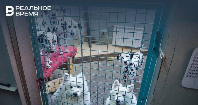 В Татарстане на отлов собак выделили более 27 млн рублей — видео