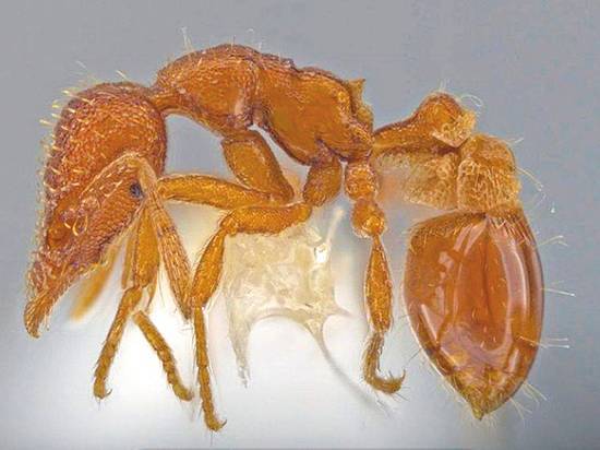 Американец открыл новый вид муравьев — прозрачных «гномов»