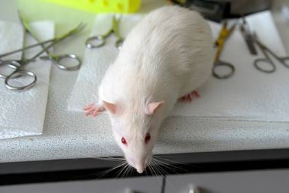 В России попытаются определить рак и туберкулез при помощи крысы за 2 минуты