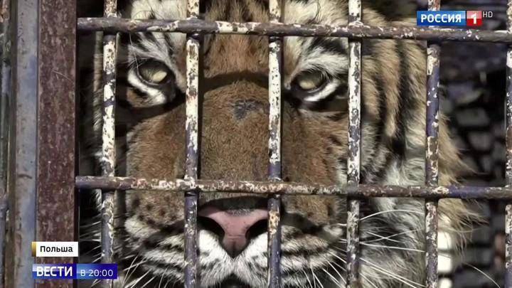 Опасный полосатый рейс: тигров заморили голодом на границе из-за проблем с документами
