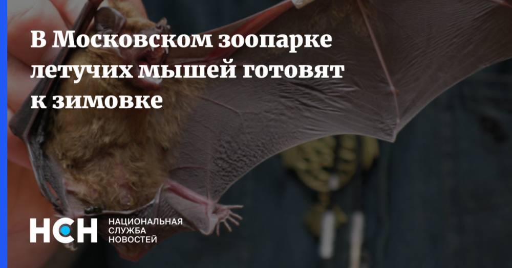 В Московском зоопарке летучих мышей готовят к зимовке
